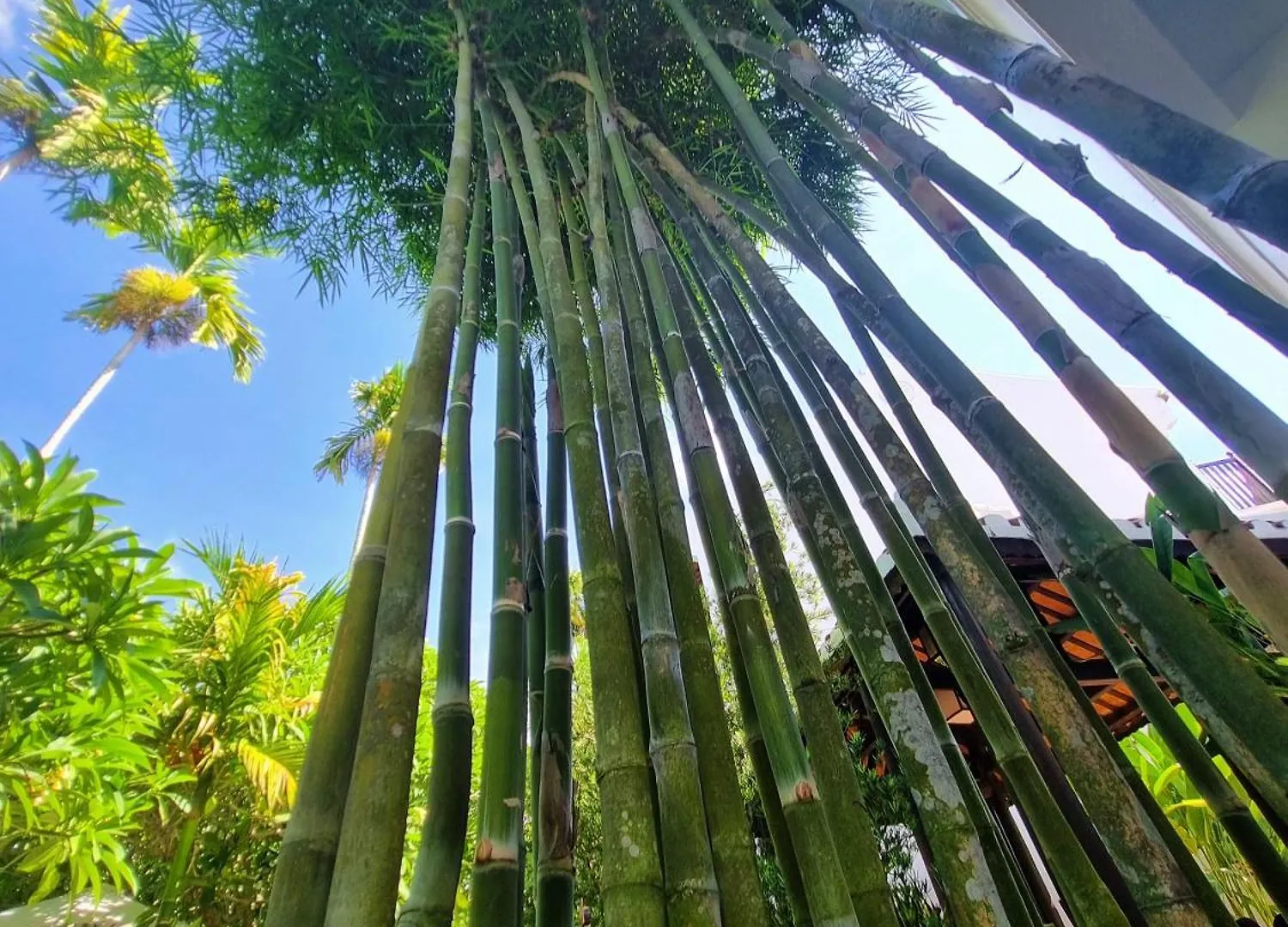****  Hoi An Ancient House Resort & Spa Vietnam